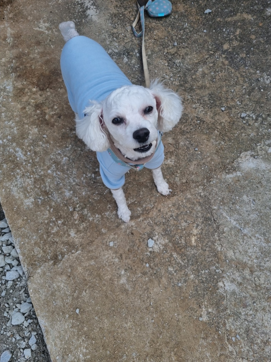 보호중 믹스견의 가…