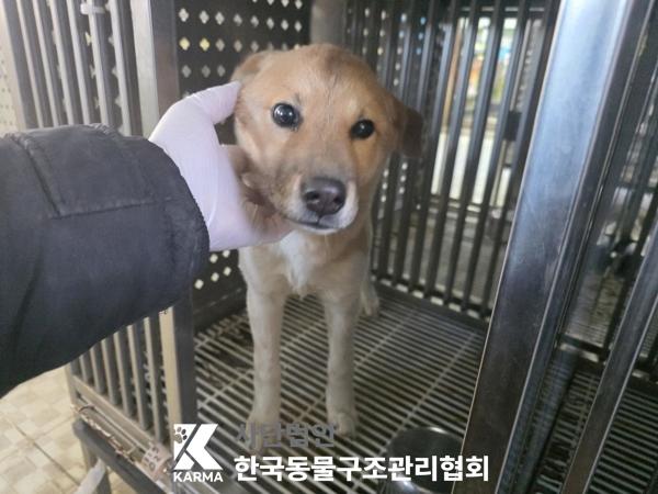 보호중 믹스견의 가…