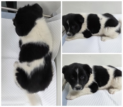 보호중 믹스견의 가…