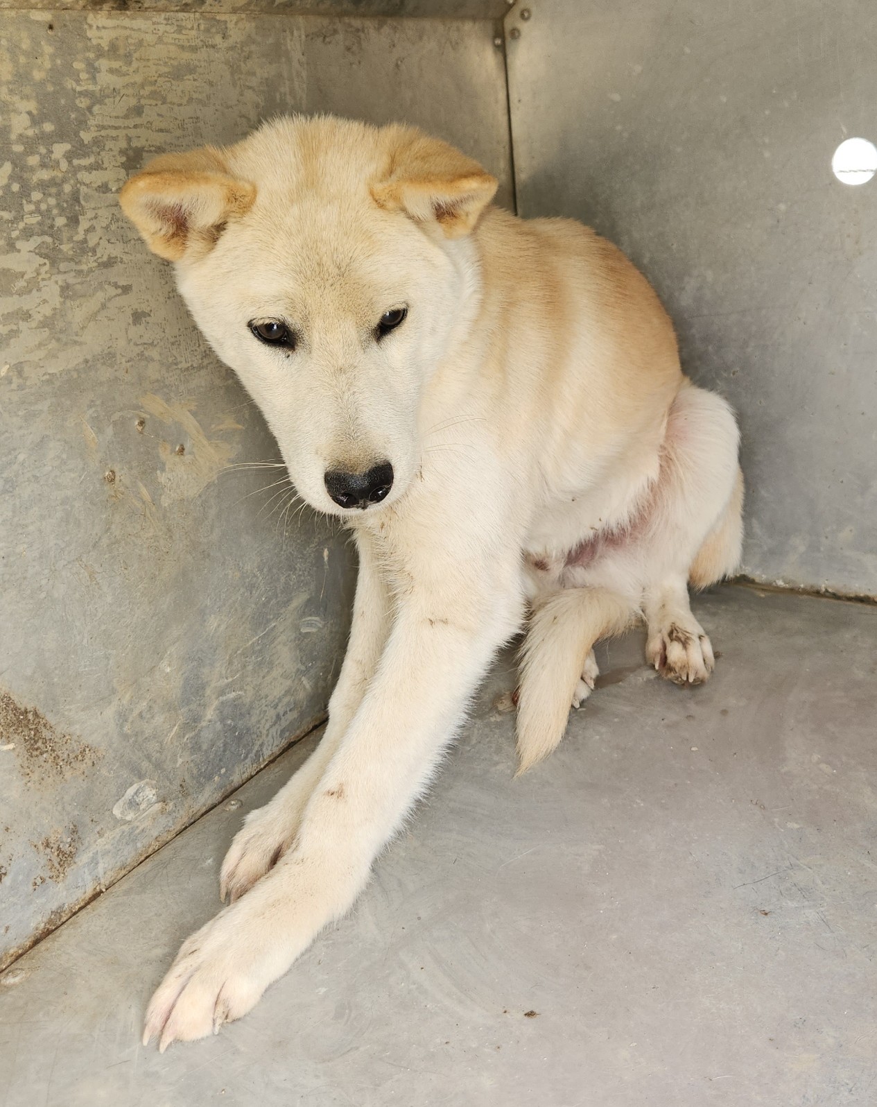 보호중 믹스견의 가…