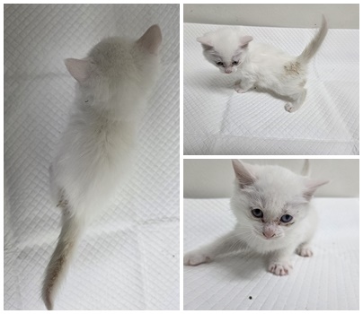 보호중 한국 고양이…