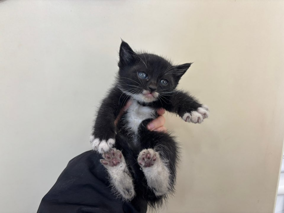 가정동물병원_428356202501626