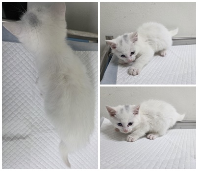 보호중 한국 고양이…