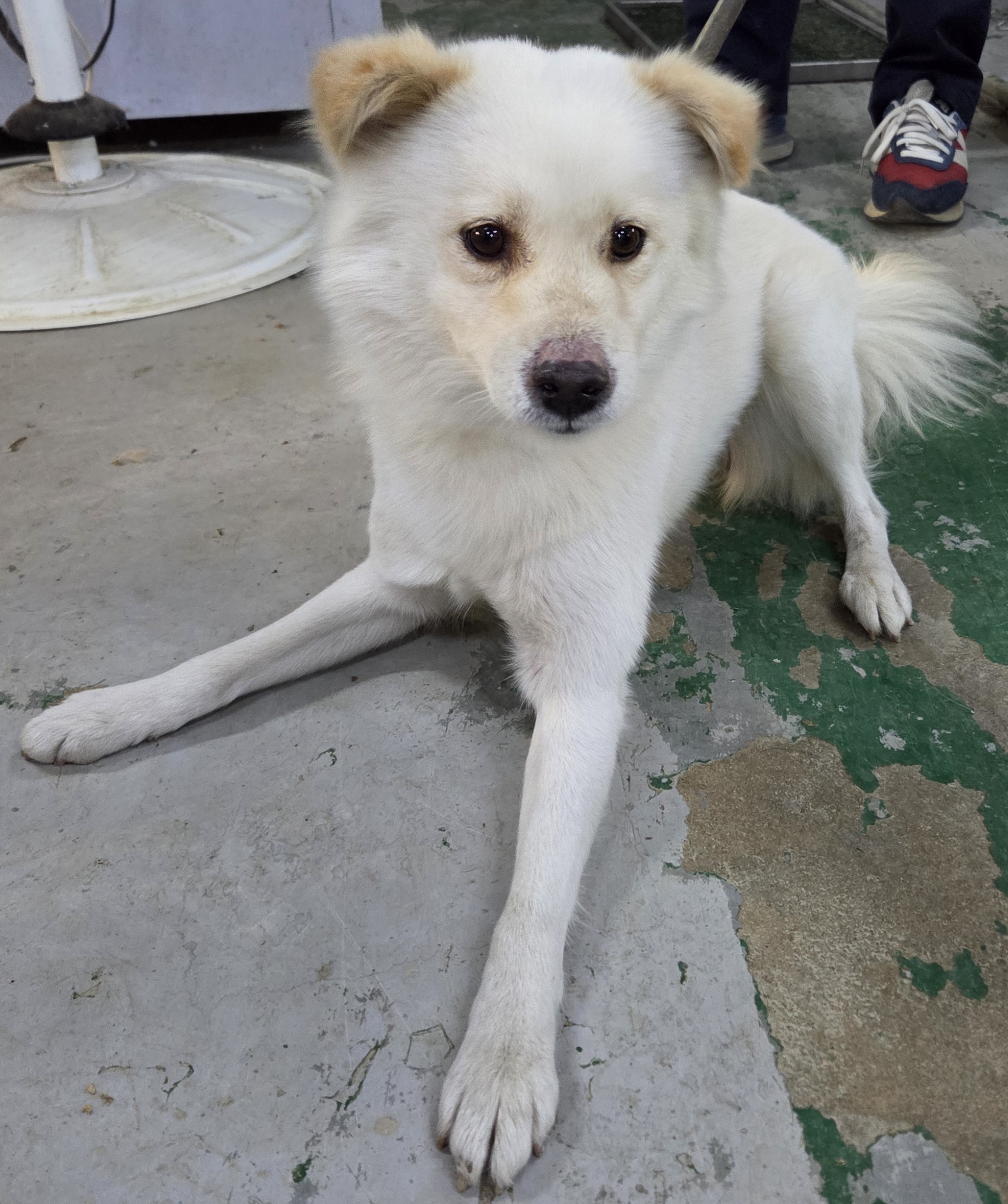 인천광역시수의사회_428353202501115