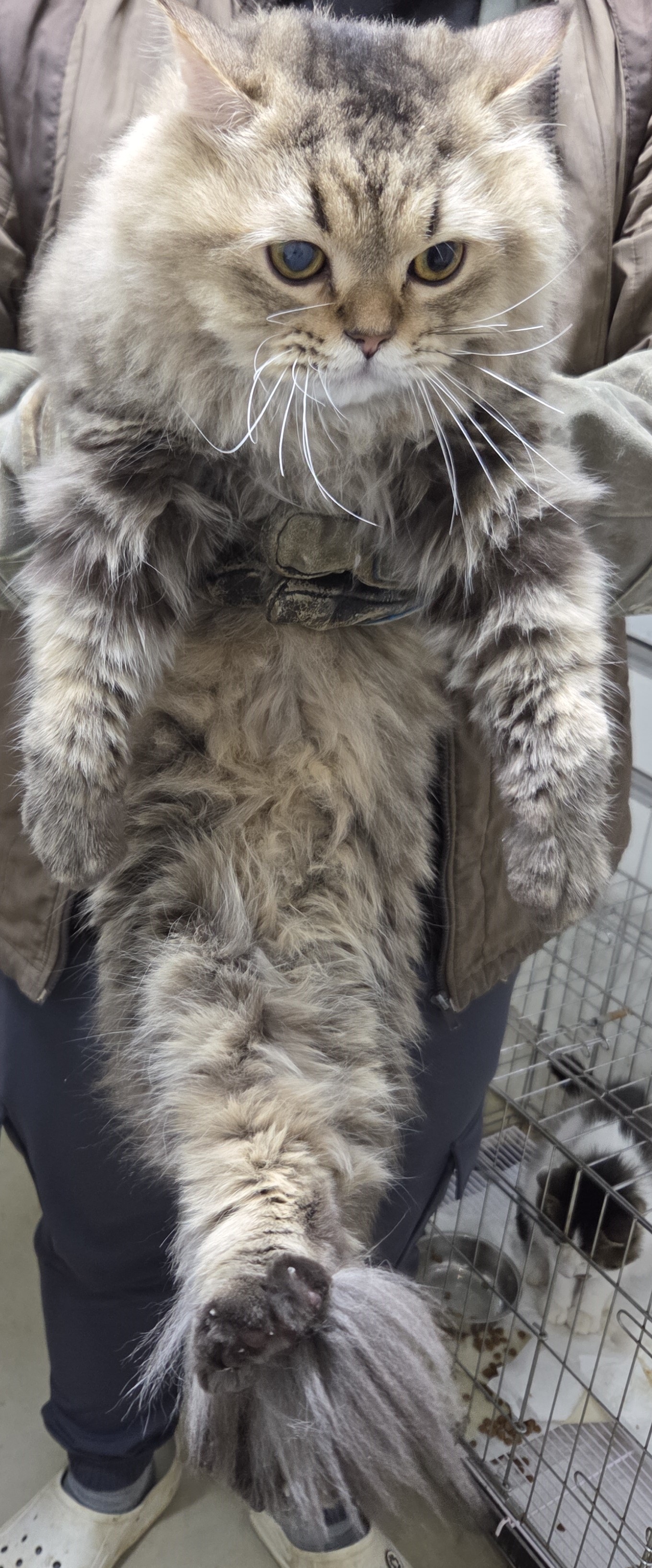 보호중 페르시안의 …