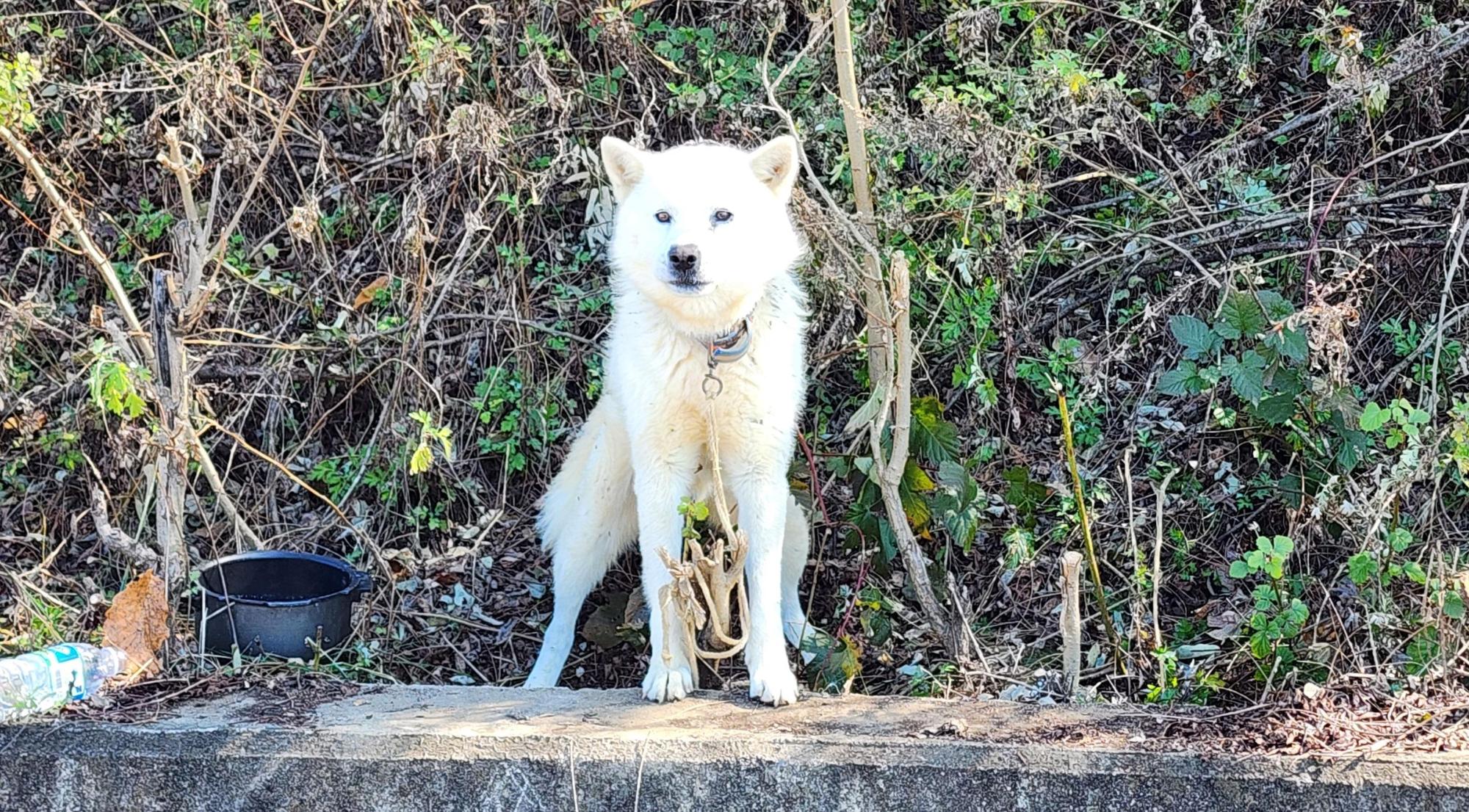 보호중 믹스견의 가…