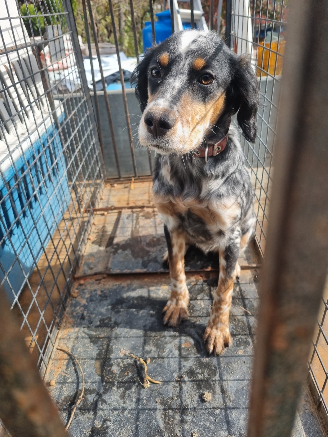 부안군 동물보호센터_445479202501214