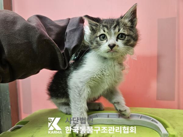 보호중 한국 고양이…