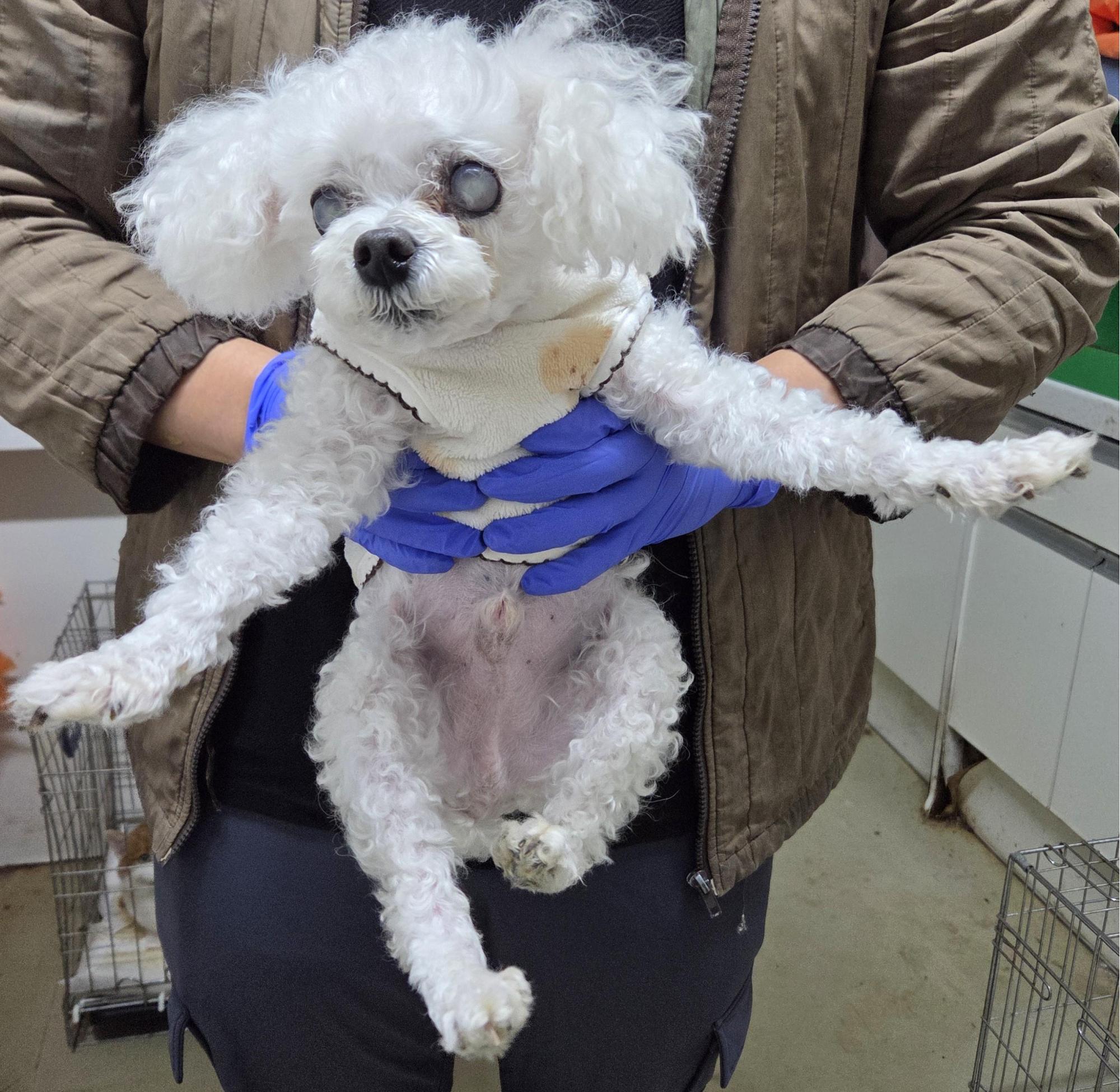 보호중 말티즈의 가…