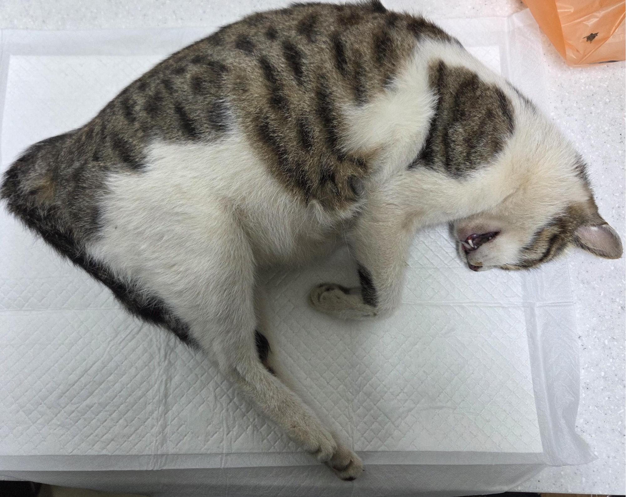 종료(자연사) 한국…