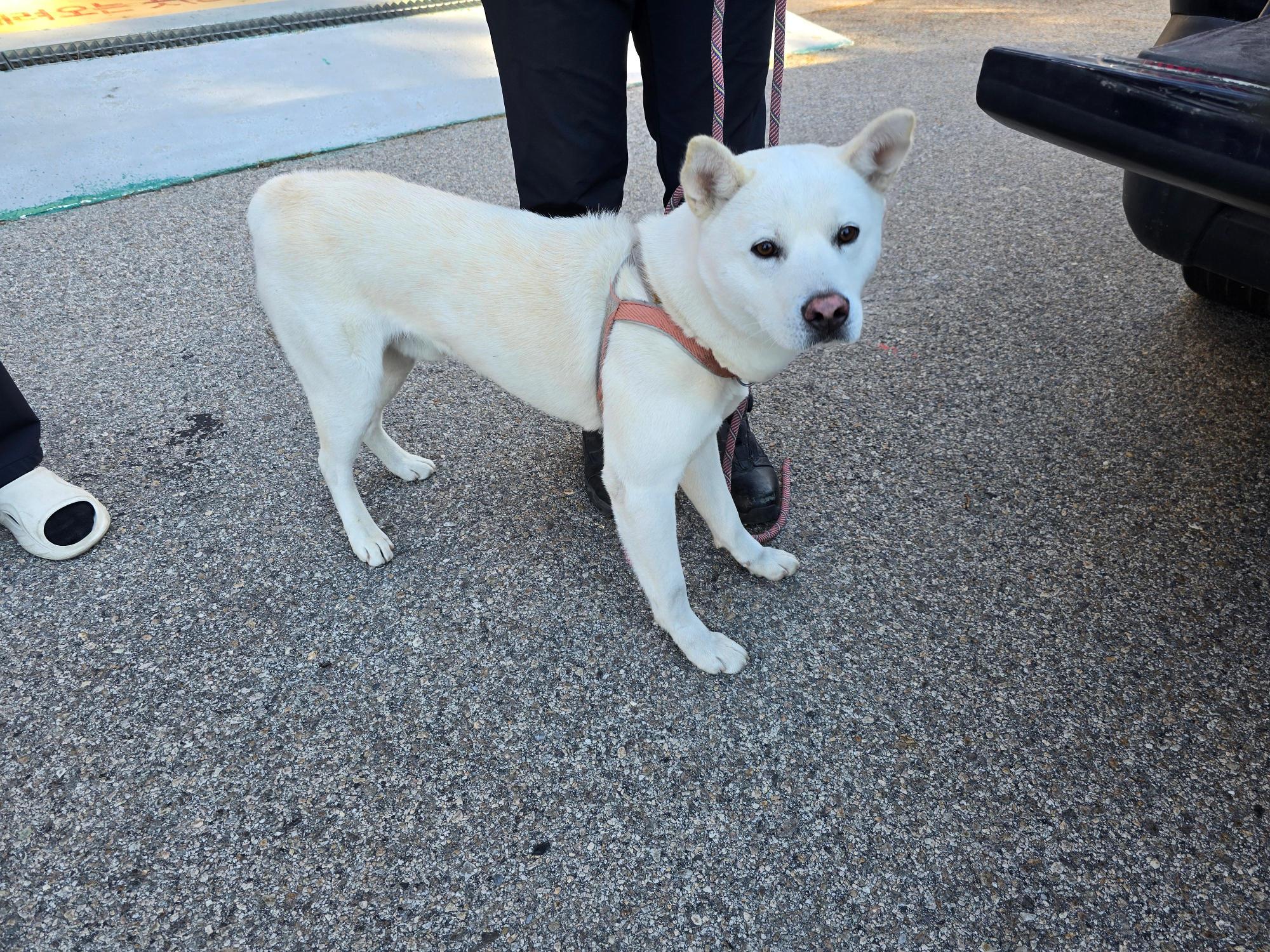 종료(반환) 믹스견…