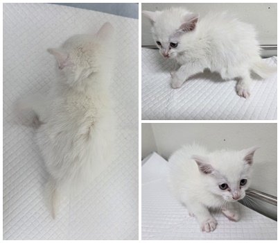 논산시 동물보호센터_444454202501086