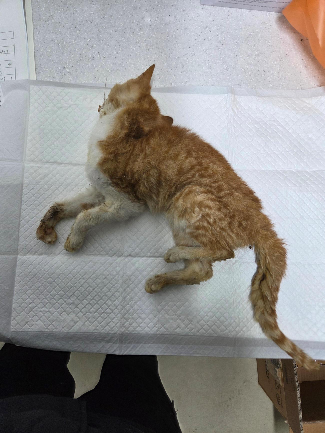 종료(자연사) 한국…