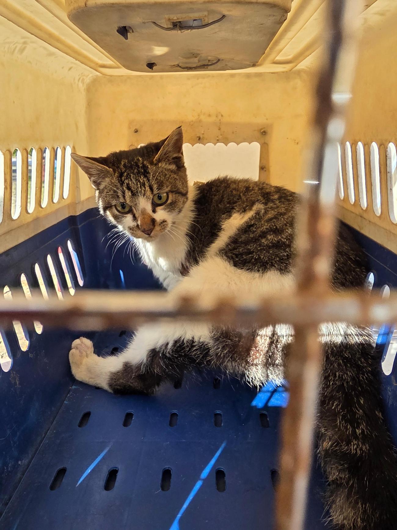 가정견훈련소_443557202500159