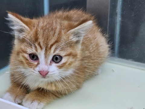 보호중 한국 고양이…