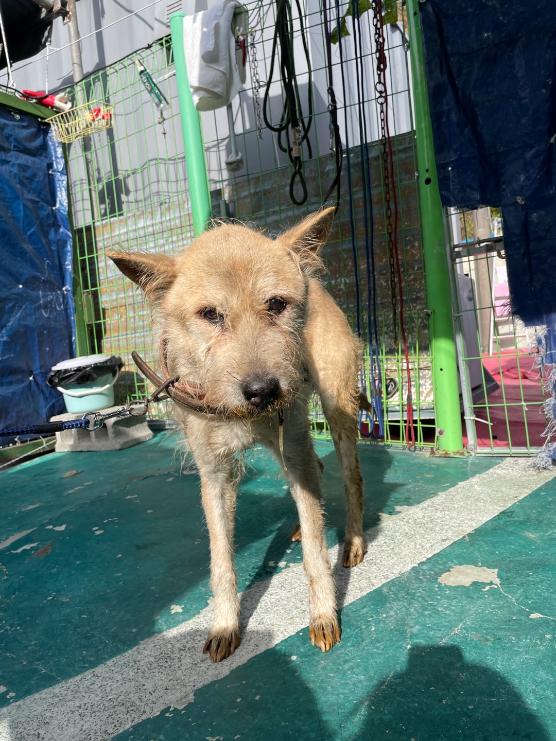 종료(반환) 믹스견…