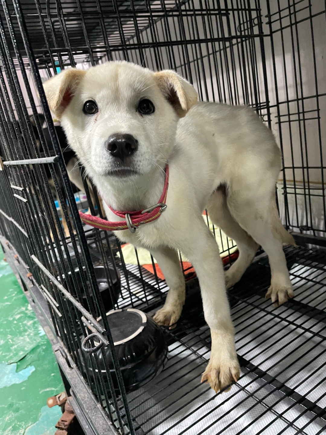 밀양시 동물보호센터_448536202500964