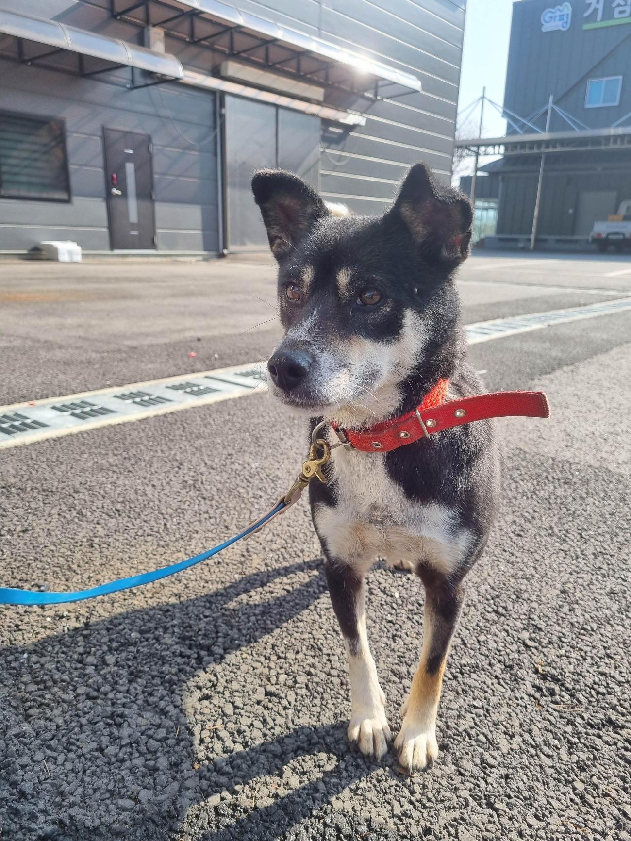 가평군유기동물보호소_441416202500557