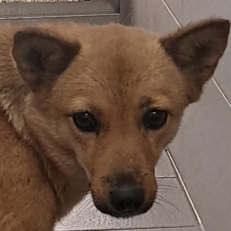 보호중 믹스견의 가…