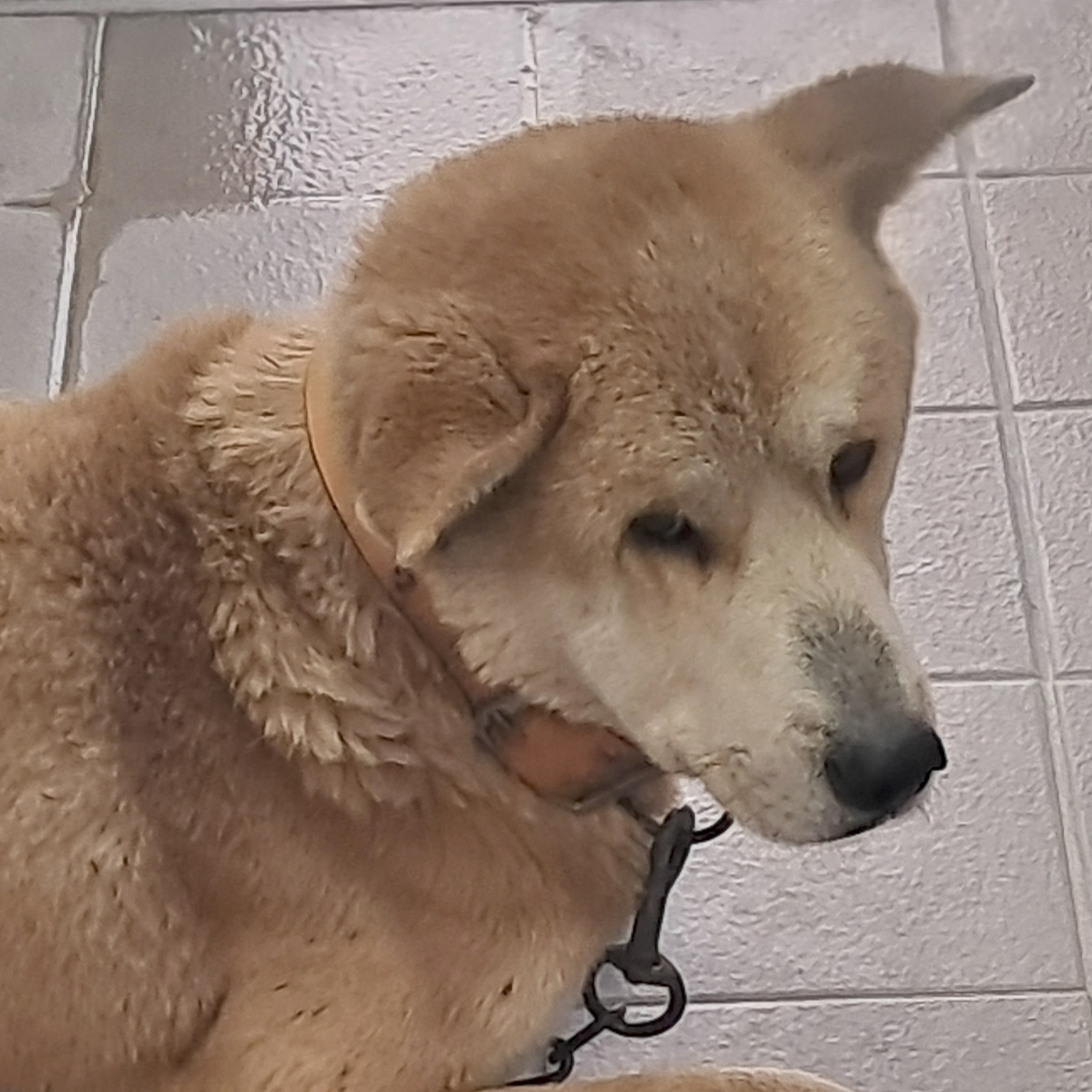 종료(반환) 믹스견…