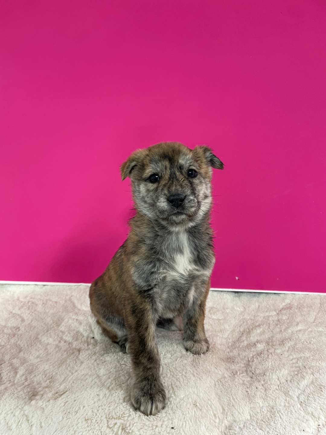 보호중 믹스견의 가…