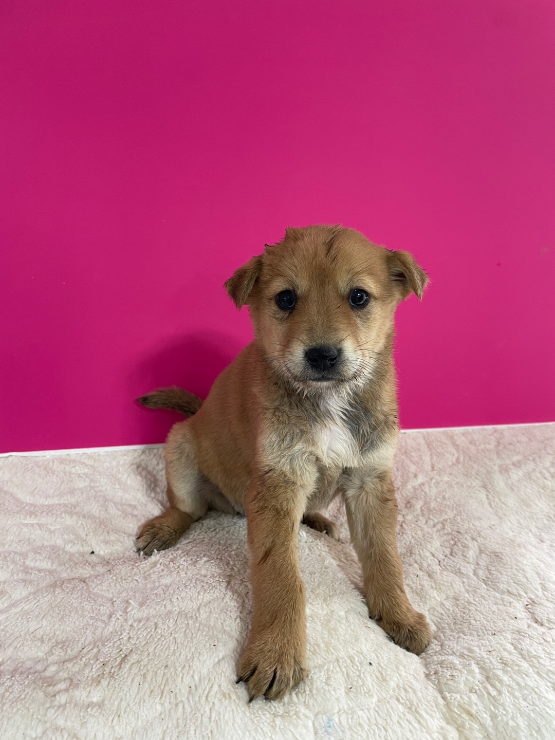 보호중 믹스견의 가…