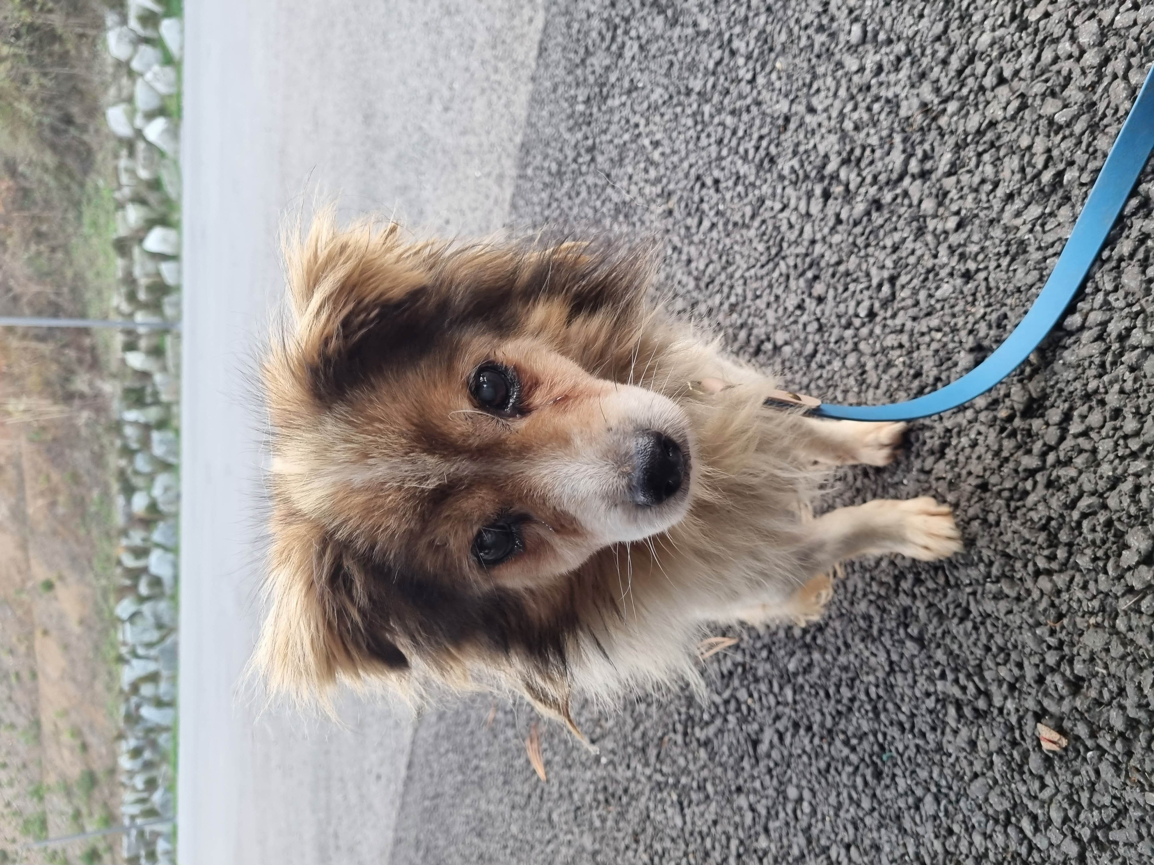 가평군유기동물보호소_441416202500559