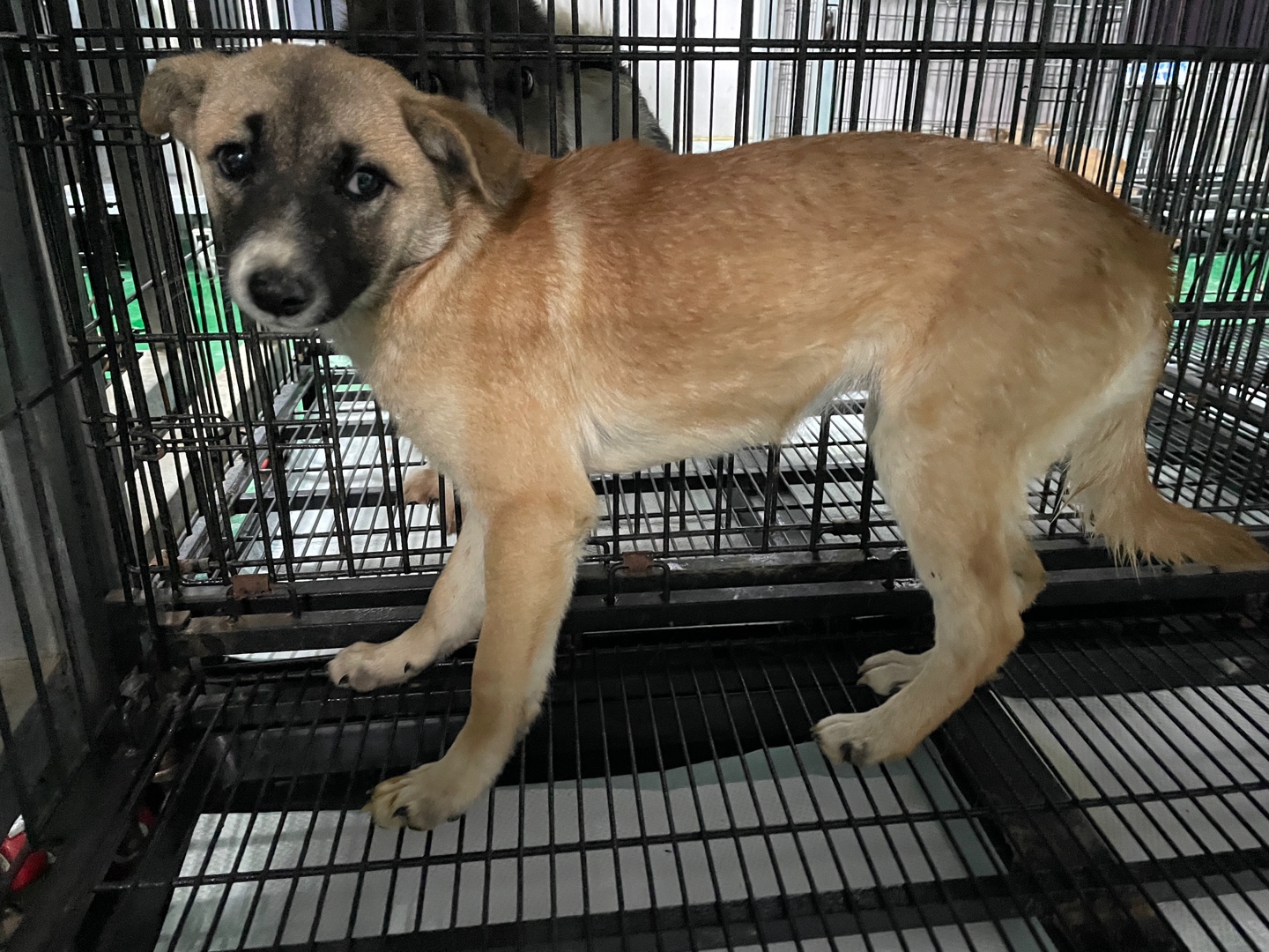 보호중 믹스견의 가…