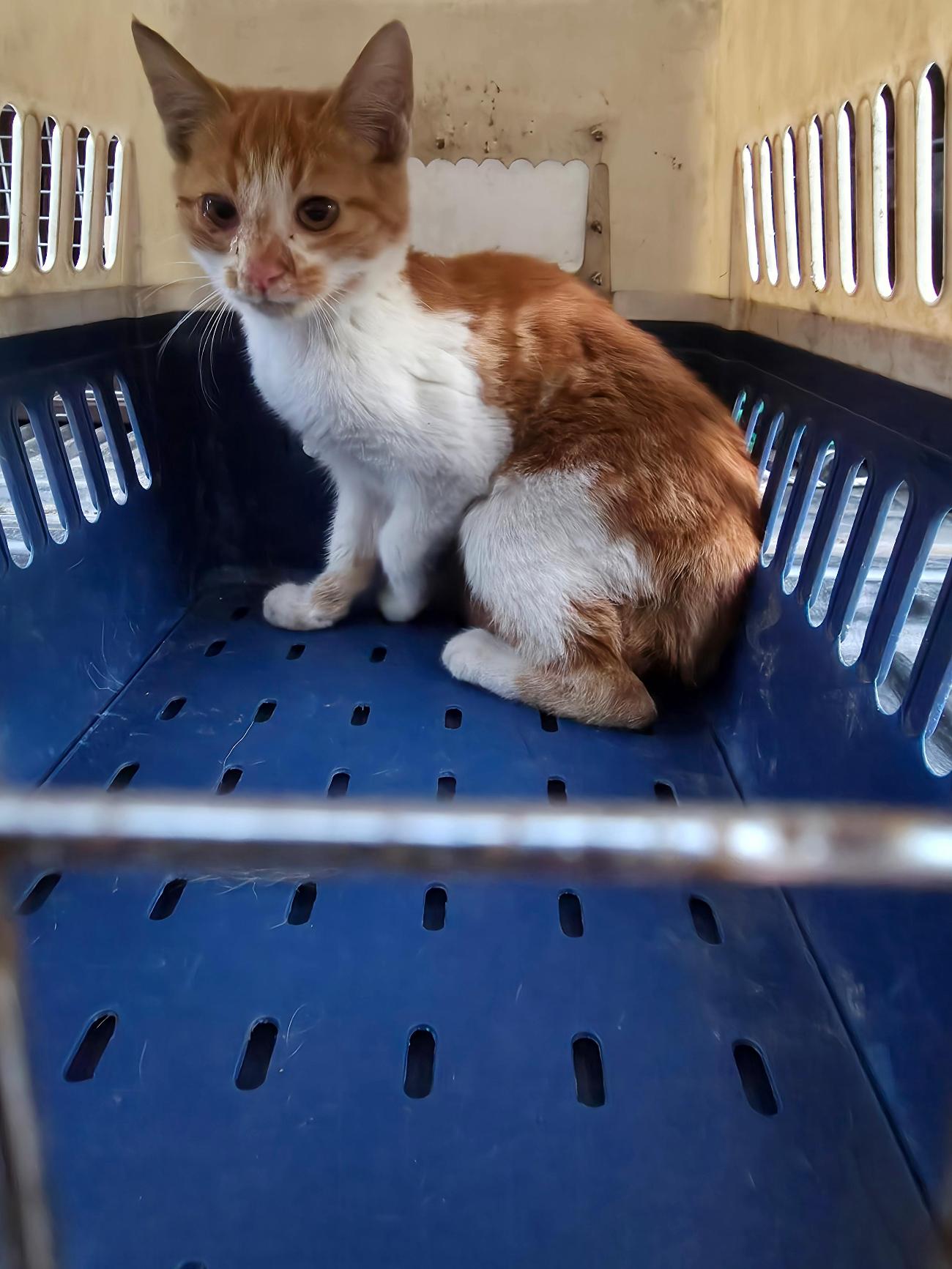 보호중 한국 고양이…