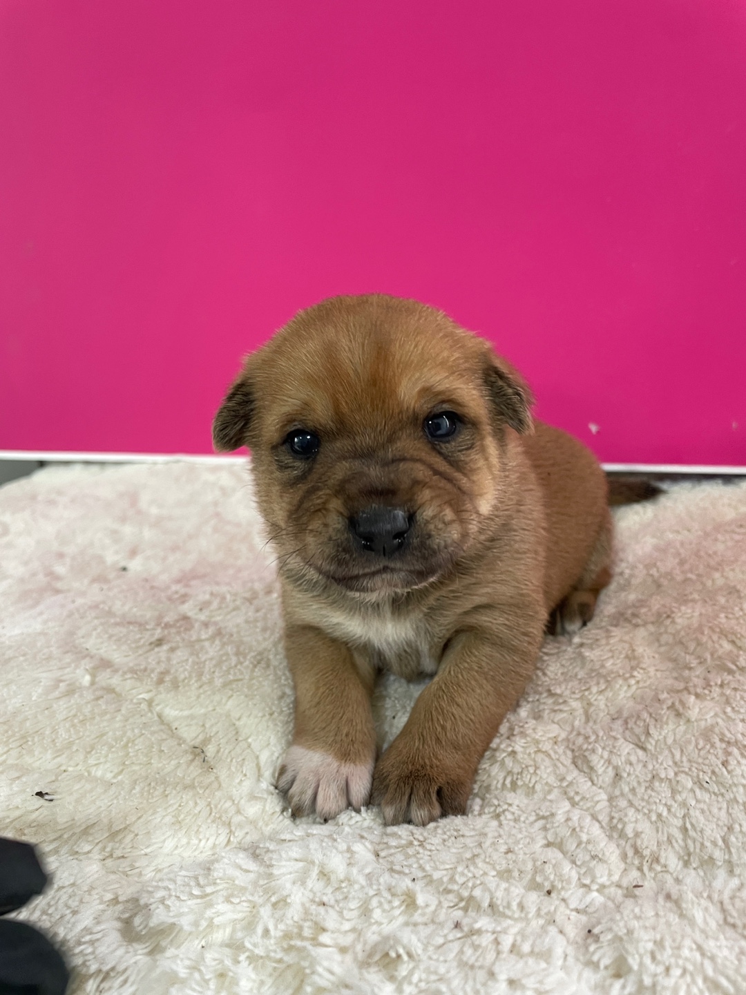 밀양시 동물보호센터_448536202500967