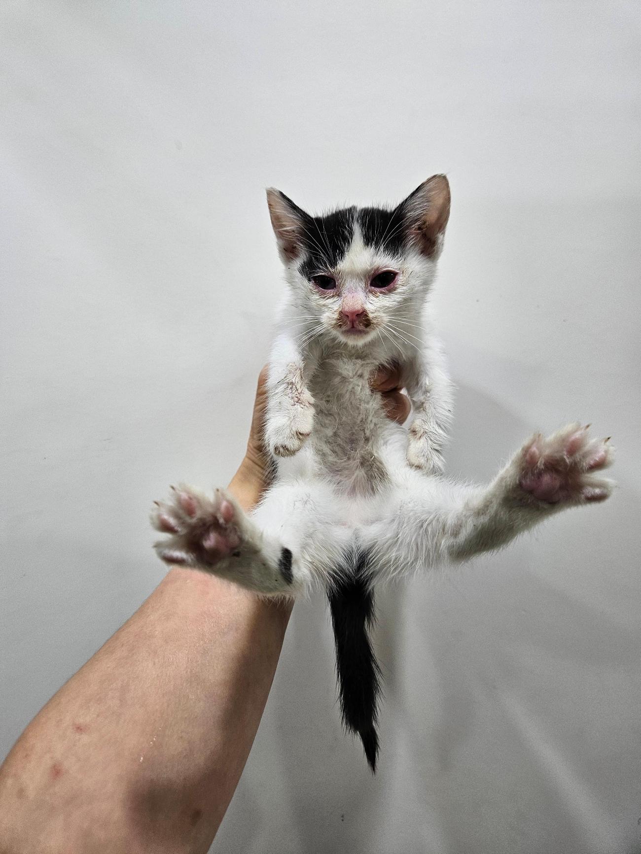 보호중 한국 고양이…