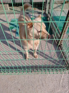 종료(반환) 믹스견…