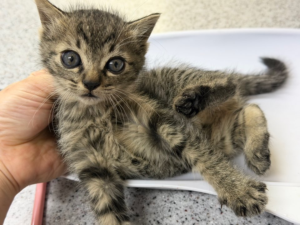 광주동물보호센터_429363202501000