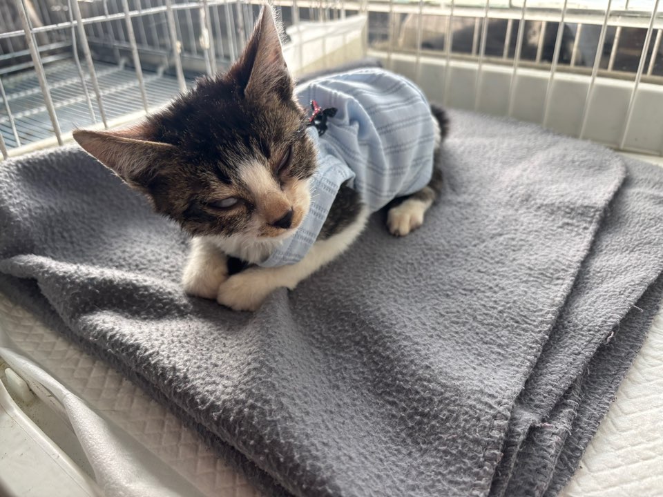 가정동물병원_428356202501627