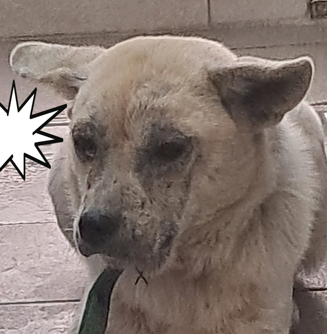 보호중 믹스견의 가…