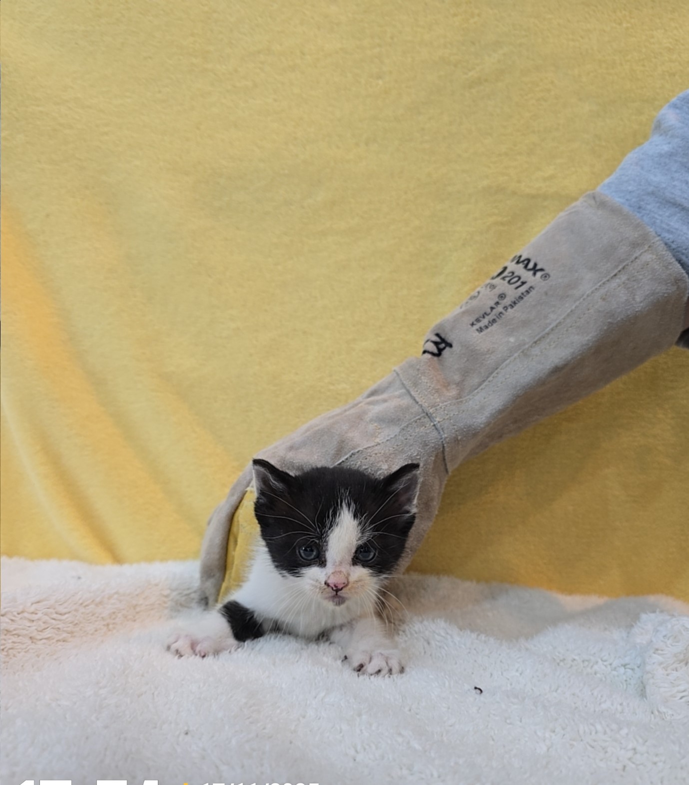 종료(자연사) 믹스…