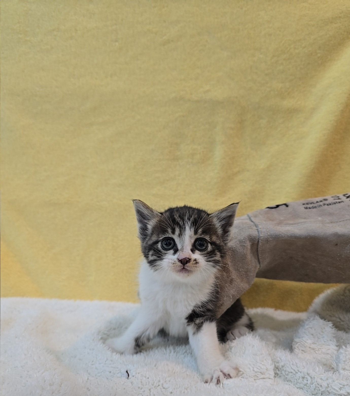 군산유기동물보호센터_445467202502475