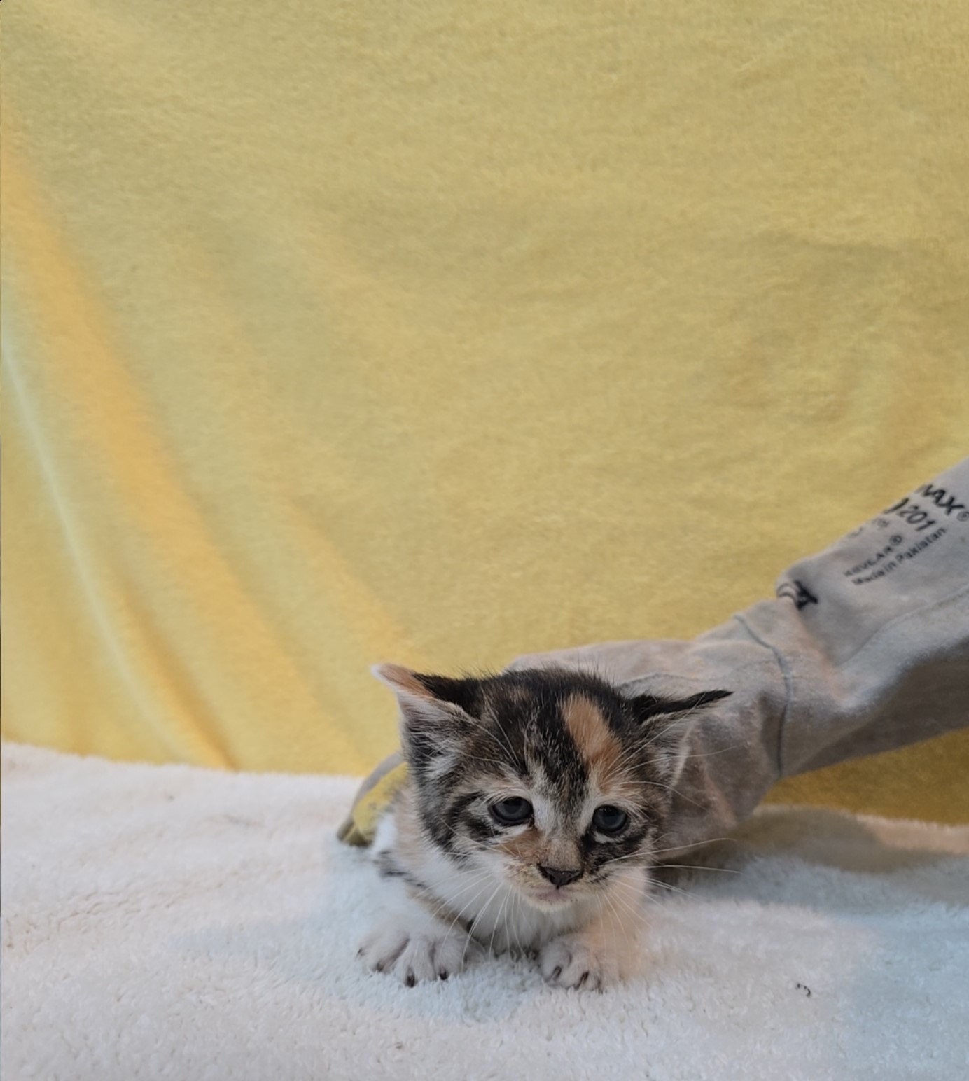 보호중 믹스묘의 가…