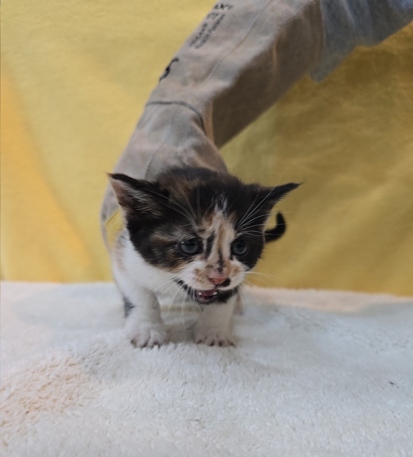 보호중 믹스묘의 가…