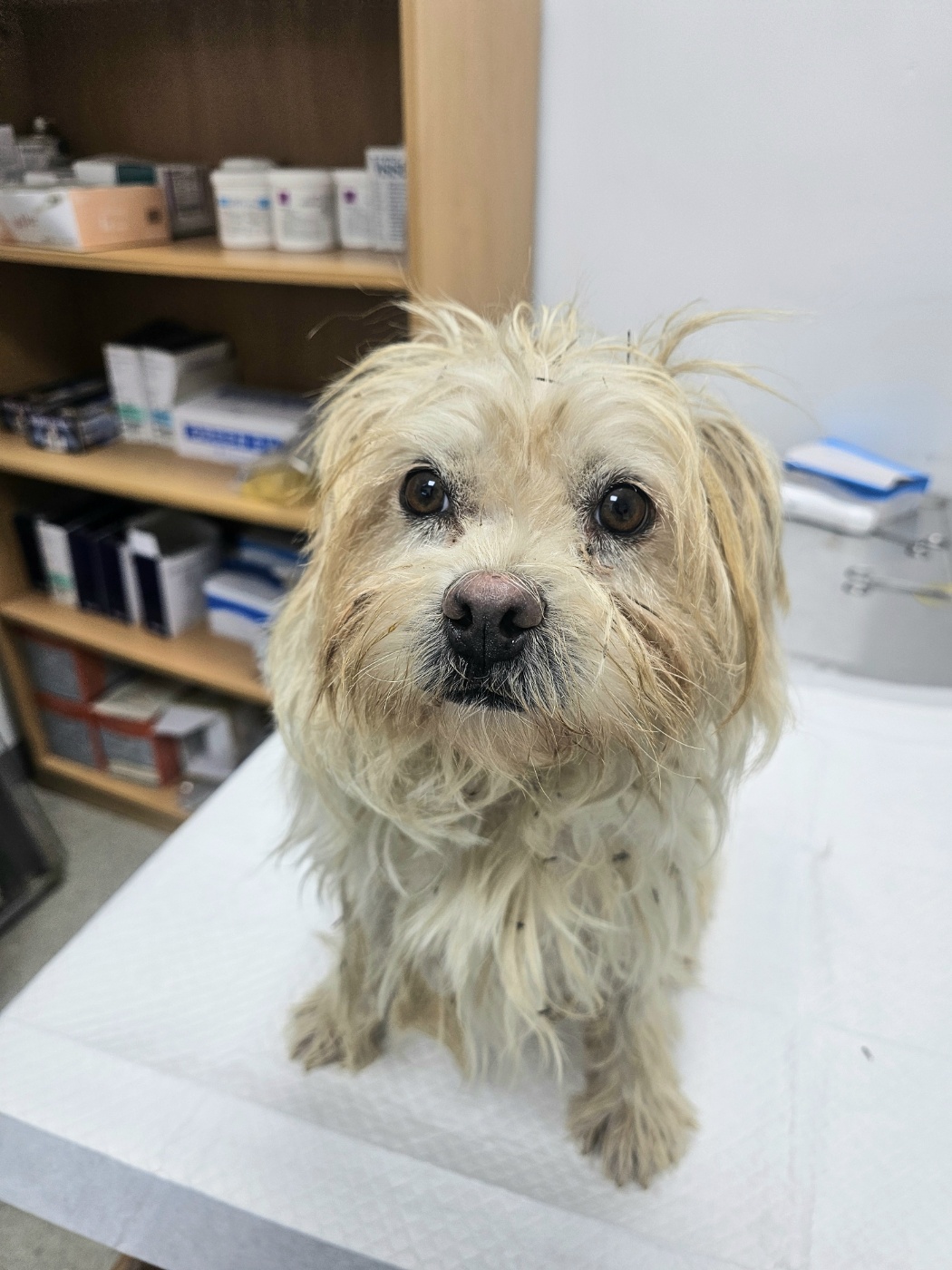 보호중 믹스견의 가…