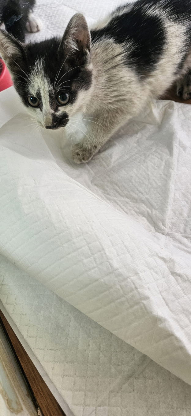 보호중 한국 고양이…