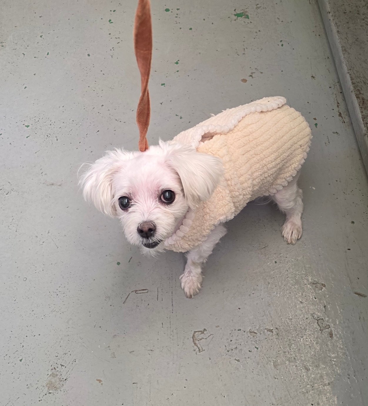 부산동물보호센터_426332202500825