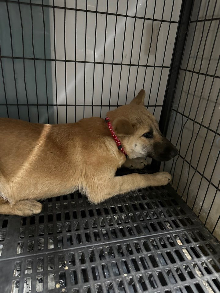 보호중 믹스견의 가…