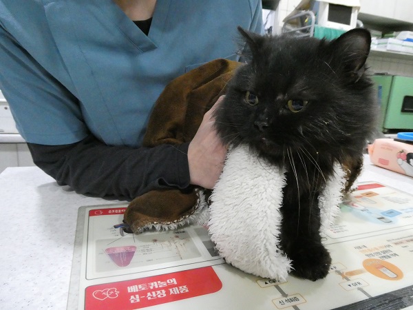 화원연합동물병원_427348202501111