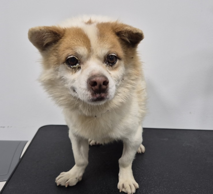 보호중 믹스견의 가…