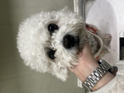 종료(반환) 비숑 …