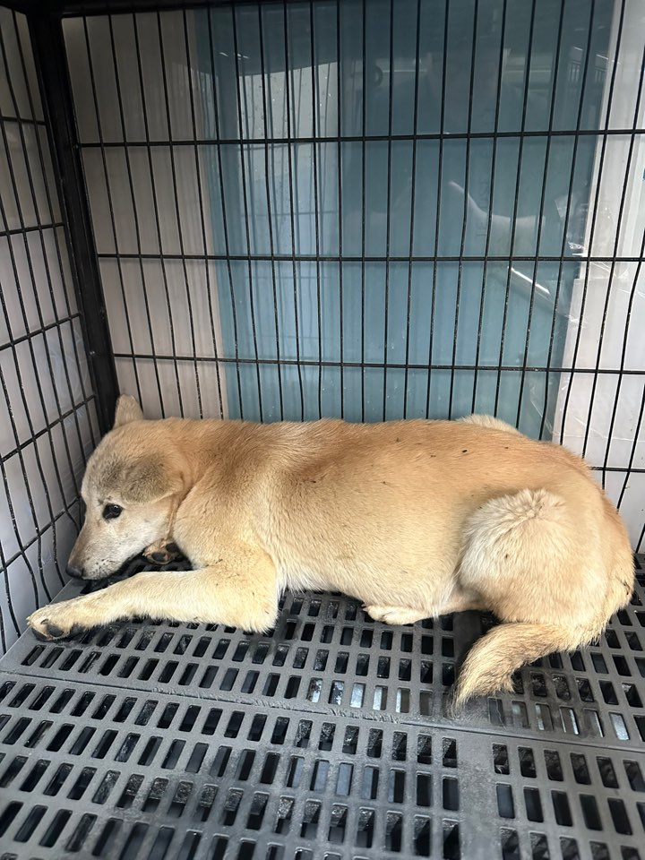 보호중 믹스견의 가…