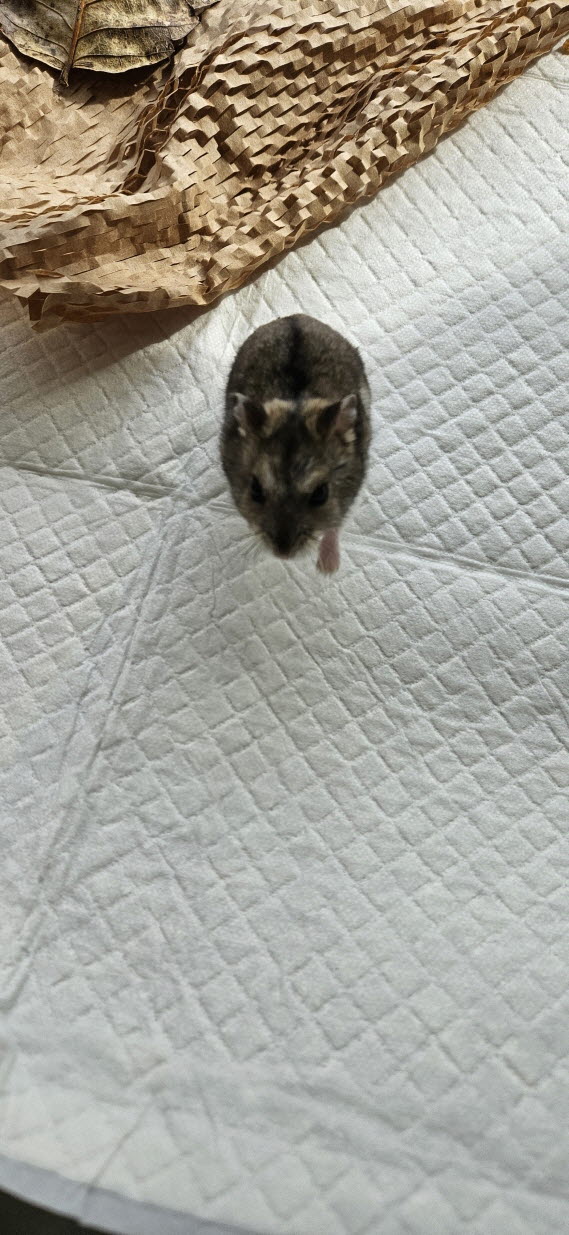 보호중 기타축종의 …