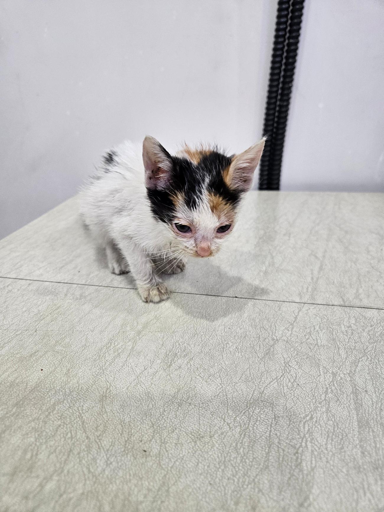 제니스동물병원_427346202501230