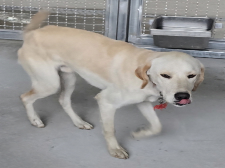 보호중 믹스견의 가…